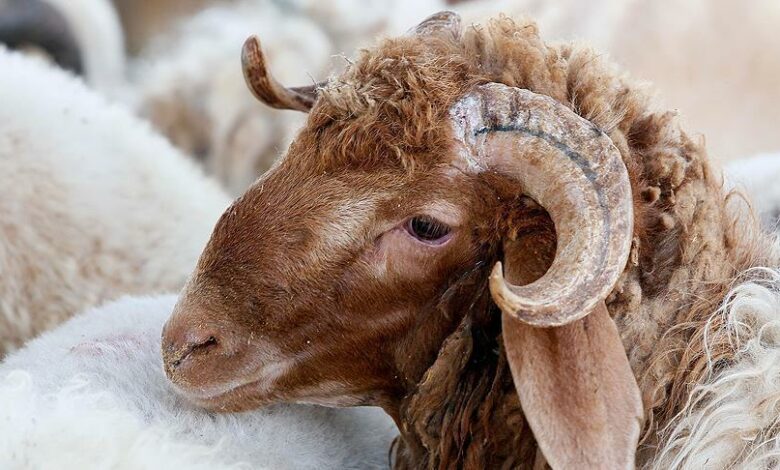 Mouton de l'aid