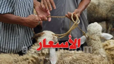 Prix moutons de l'aid 2026 Tunisie