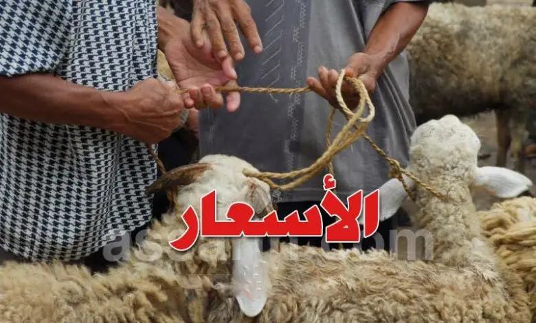 Prix moutons de l'aid 2026 Tunisie