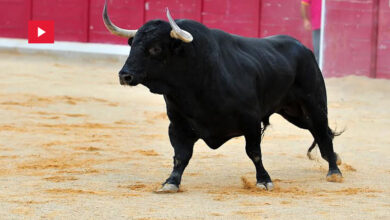 Taureau enragé Espagne