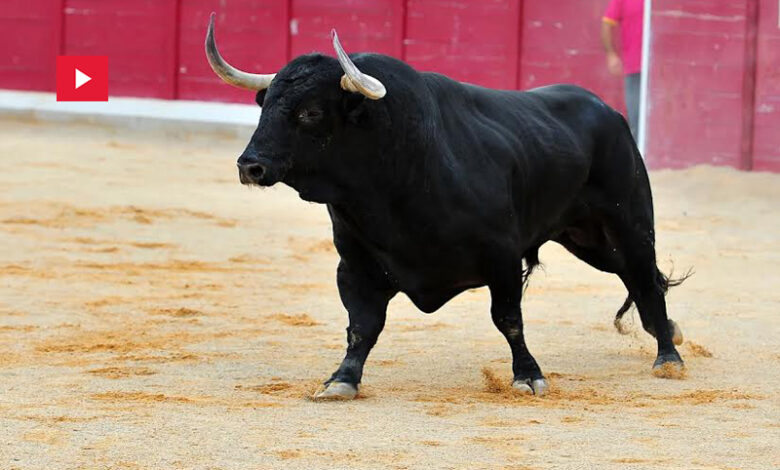 Taureau enragé Espagne