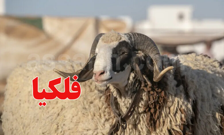 aid-el-adha-780x470