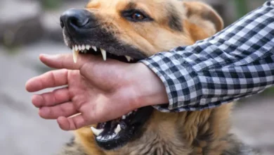 chien