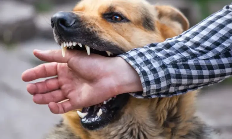 chien