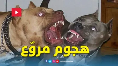 chiens