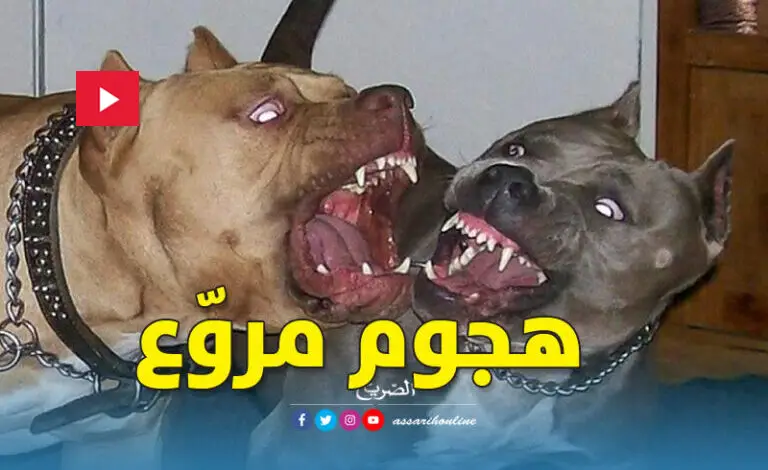 chiens