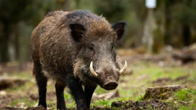 cochon-sauvage