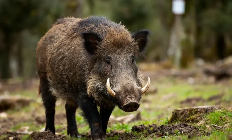 cochon-sauvage