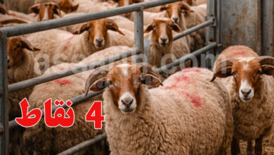 mouton
