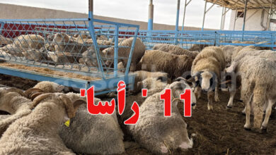 mouton