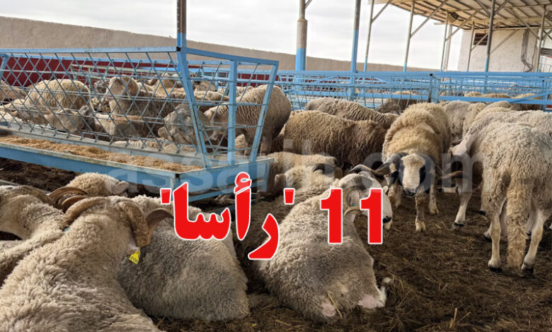 mouton