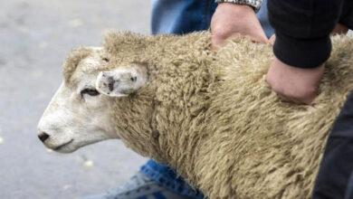 mouton