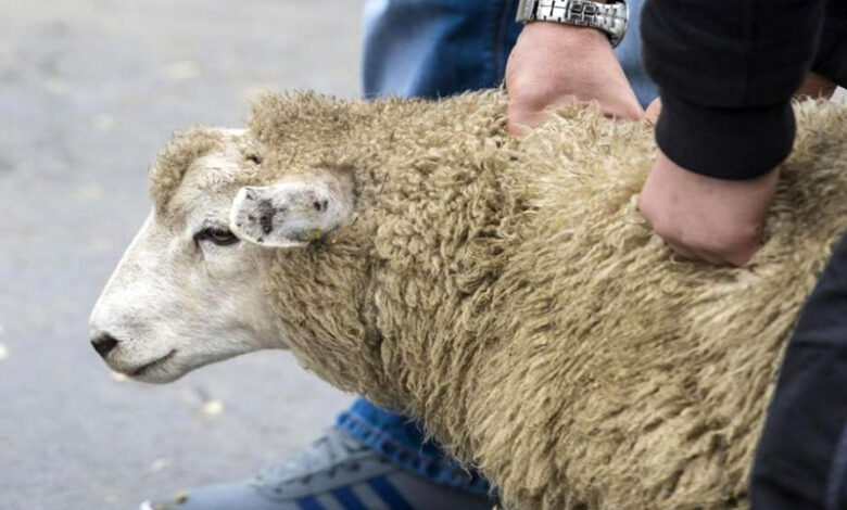 mouton