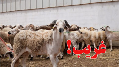 moutons aid al adha