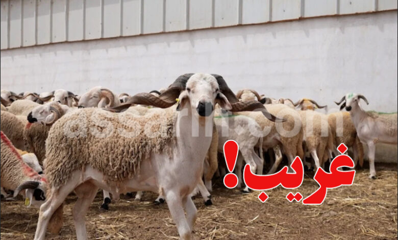 moutons aid al adha