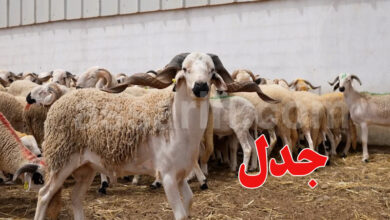 moutons aid al adha