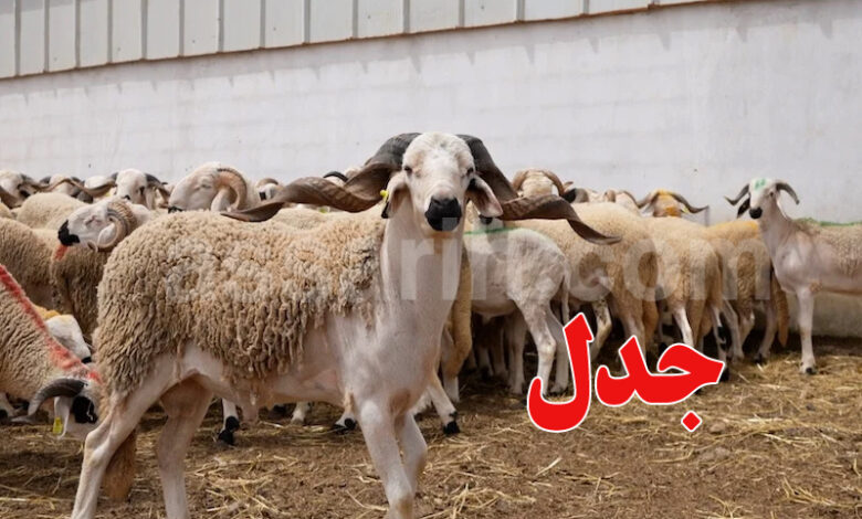moutons aid al adha