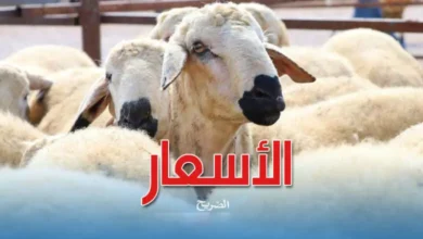moutons-eid-idhha-1-780x470
