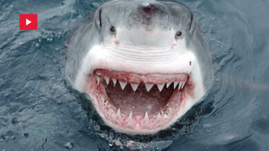 requin