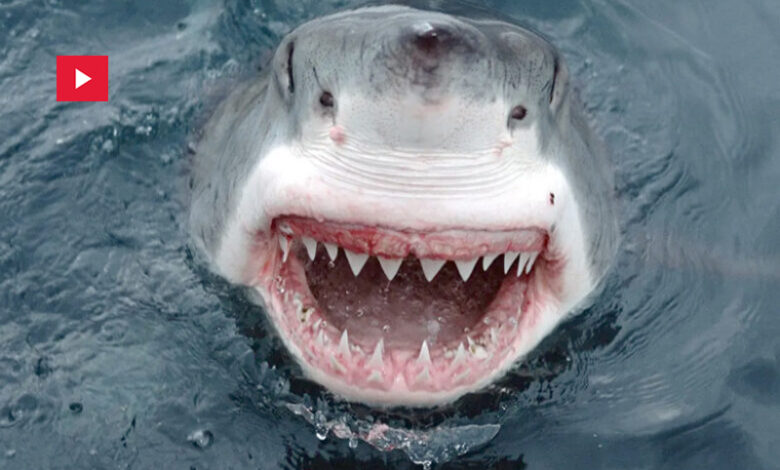 requin