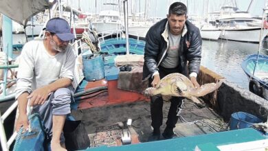 tortue caouanne Monastir Tunisie