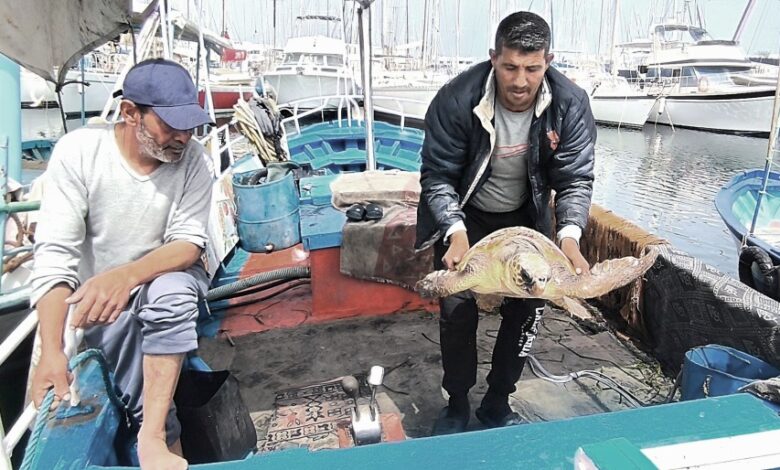 tortue caouanne Monastir Tunisie