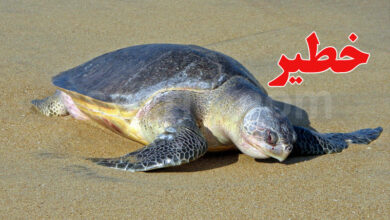 tortues marines