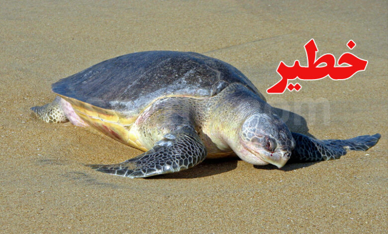 tortues marines
