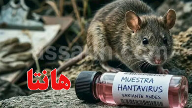 virus hantavirus