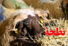 Aid Idhaa moutons