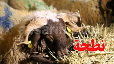 Aid Idhaa moutons