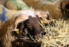 Aid Idhaa moutons