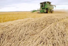 Alimentation grossière