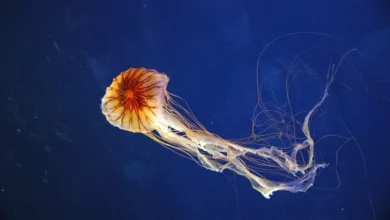 Chrysaora hysoscella