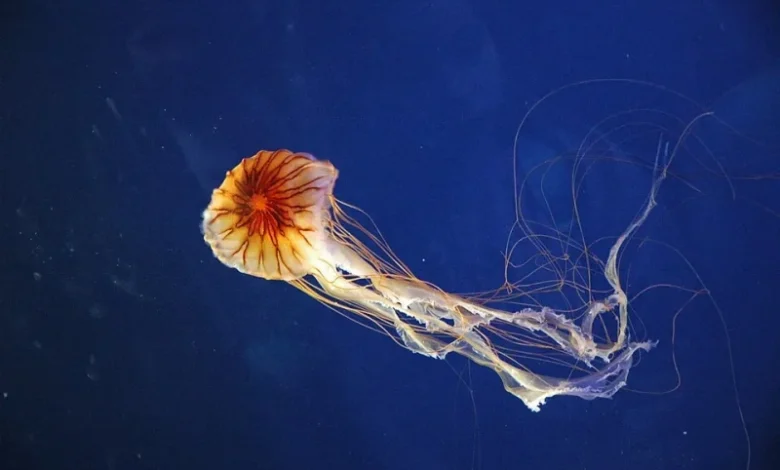Chrysaora hysoscella