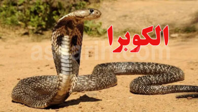 Cobra égyptien sidi bouzid Tunisie