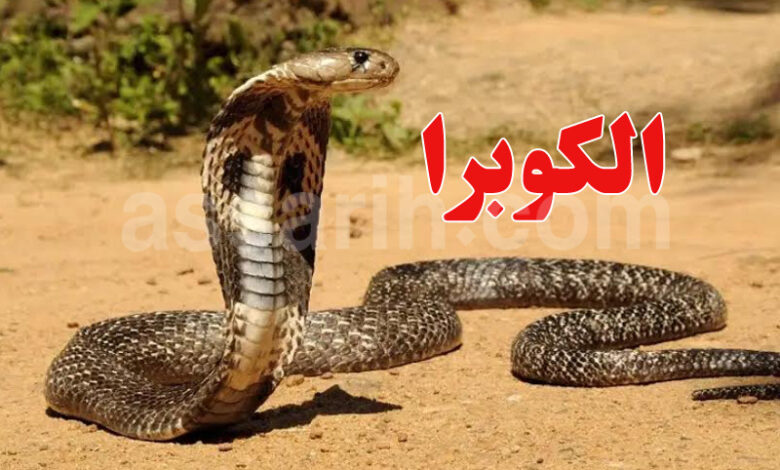 Cobra égyptien sidi bouzid Tunisie