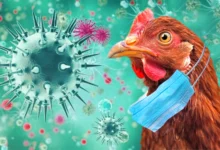 Grippe aviaire en Australie