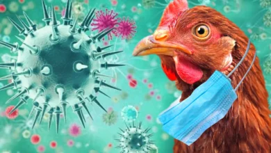 Grippe aviaire en Australie