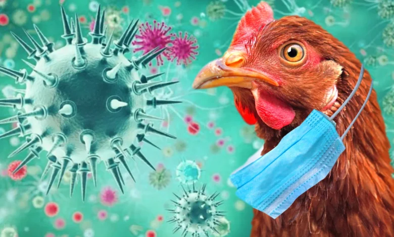 Grippe aviaire en Australie