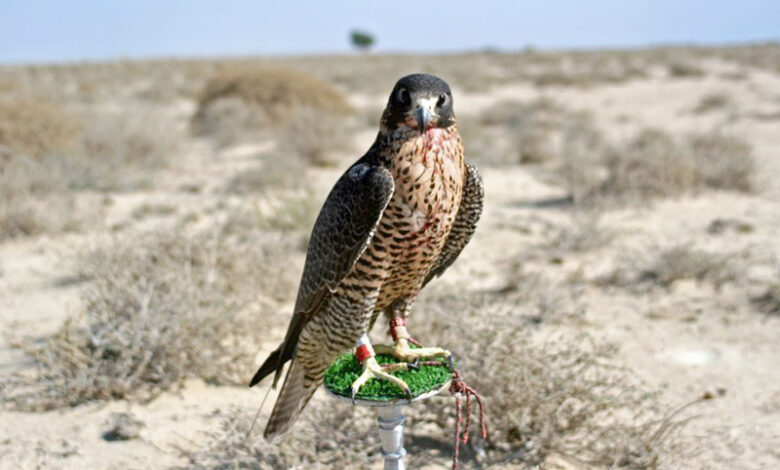 Le debut de la saison de chasse au saf