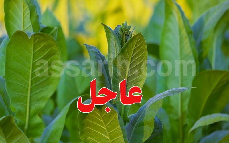 إزالة النبتة السامة بعد حادثة المكناسي