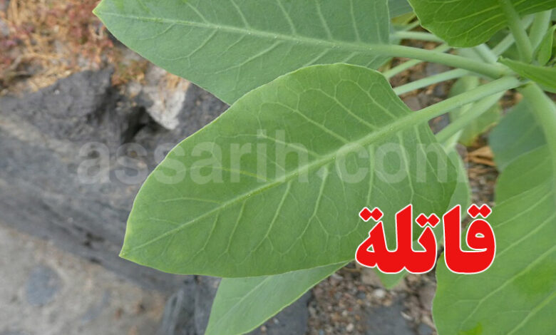 Nicotiana glauca