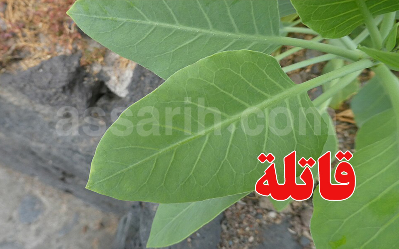 Akooz Mousa Plant Kills Two in Sidi Bouzid