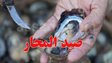 Pêche aux huîtres Medenine Tunisie
