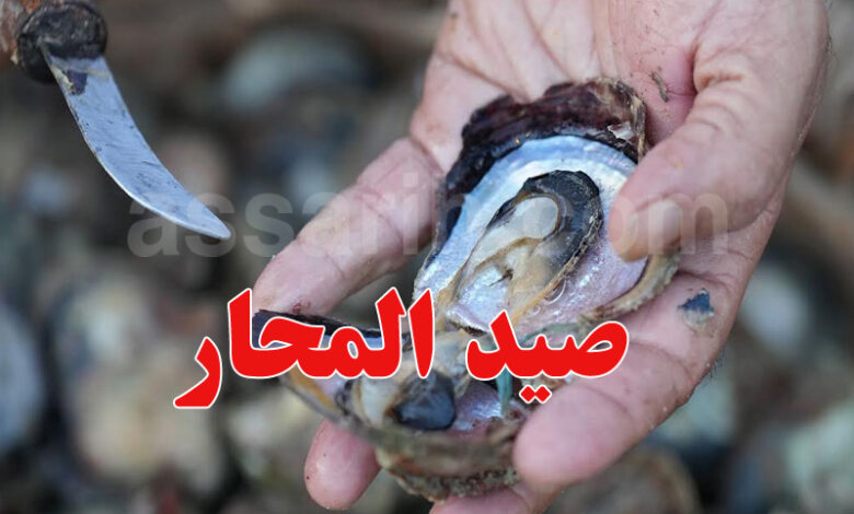 Pêche aux huîtres Medenine Tunisie