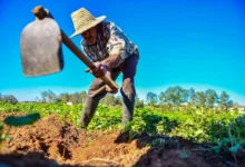 agricole (3)