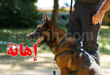 chien police USA