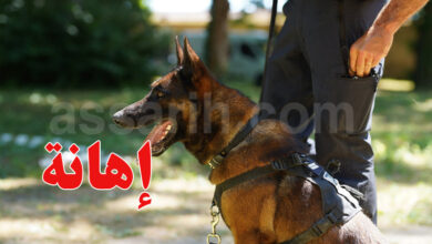 chien police USA