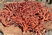 corail